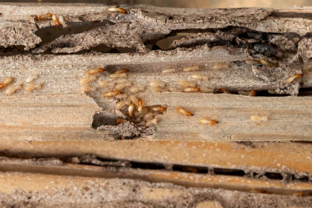 Best Pest Prevention Services  in Maysville, KY